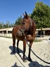 À vendre Jument TF de 14 ans