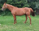 Jument trotteuse 7 ans 