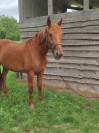 Jument trotteuse 7 ans 