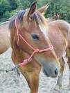 Poulain 1 an OC bai appaloosa 