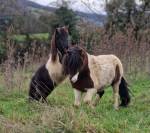 Poulain mini shetland pie noir 2 ans