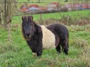 Poulain mini shetland pie noir 2 ans