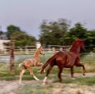 Mâle AES palomino aux origines sport exceptionnelles