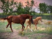 Mâle AES palomino aux origines sport exceptionnelles