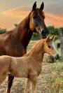 Mâle AES palomino aux origines sport exceptionnelles
