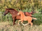 Mâle AES palomino aux origines sport exceptionnelles