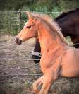 Mâle AES palomino aux origines sport exceptionnelles
