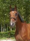 Ruin Selle Français Te koop 2014 Donker bruin / bai ,  BALOUBET DU ROUET