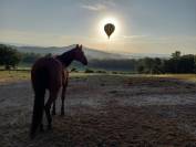 A LOUER STRUCTURE EQUESTRE 1.5 HECTARE 