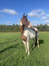 Jument de 5ans Cso 