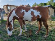 Paint horse oc