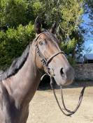 Jument Pur Sang 4ans 