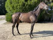 Jument Pur Sang 4ans 