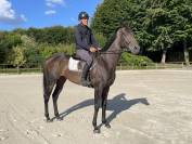 Jument Pur Sang 4ans 