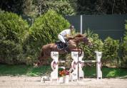 Caballo salto de obstáculos 