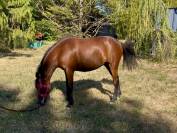 Pouliche Welsh Part Bred de 2 ans