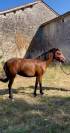 Pouliche Welsh Part Bred de 2 ans
