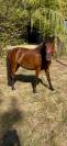 Pouliche Welsh Part Bred de 2 ans