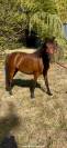 Pouliche Welsh Part Bred de 2 ans