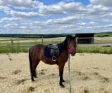 Pouliche Welsh Part Bred de 2 ans