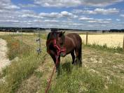 Pouliche Welsh Part Bred de 2 ans