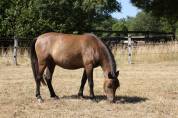 Gentil et joli Poney partbred Caspien