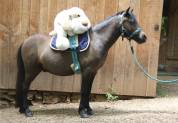 Gentil et joli Poney partbred Caspien