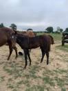 Foal Sevrage 