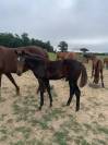 Foal Sevrage 