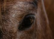 Lief paard zoekt nieuw huis