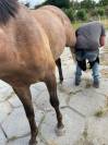 Lief paard zoekt nieuw huis