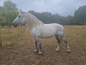 A vendre jument percheronne 