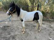 Poneys à vendre 