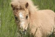 Poulain shetland PP