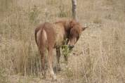 Poulain shetland PP