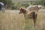 Poulain shetland PP