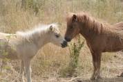 Poulain shetland PP