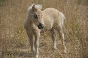 Poulain shetland PP