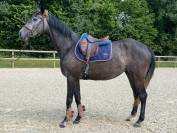 Jument AQPS - 1m65 - 4 ans