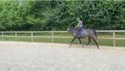 Jument AQPS - 1m65 - 4 ans