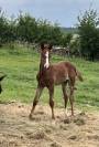 Vends ou échange foal sf mâle contre poulinière 