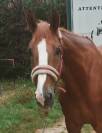 Top cheval de 6 ans 