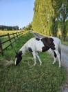 ADORABLE POULICHE PP PAINT