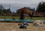 Poney gros potentiel