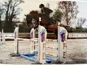 Poney gros potentiel