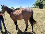 Vendita puledro trottatore Lilith hp da VARENNE e Lili 
