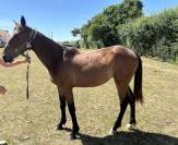 Vendita puledro trottatore Lilith hp da VARENNE e Lili 