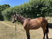 Vendita puledro trottatore Lilith hp da VARENNE e Lili 