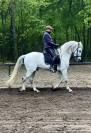 Hongre Pur race Espagnol 11 ans
