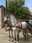 Hongre Pur race Espagnol 11 ans